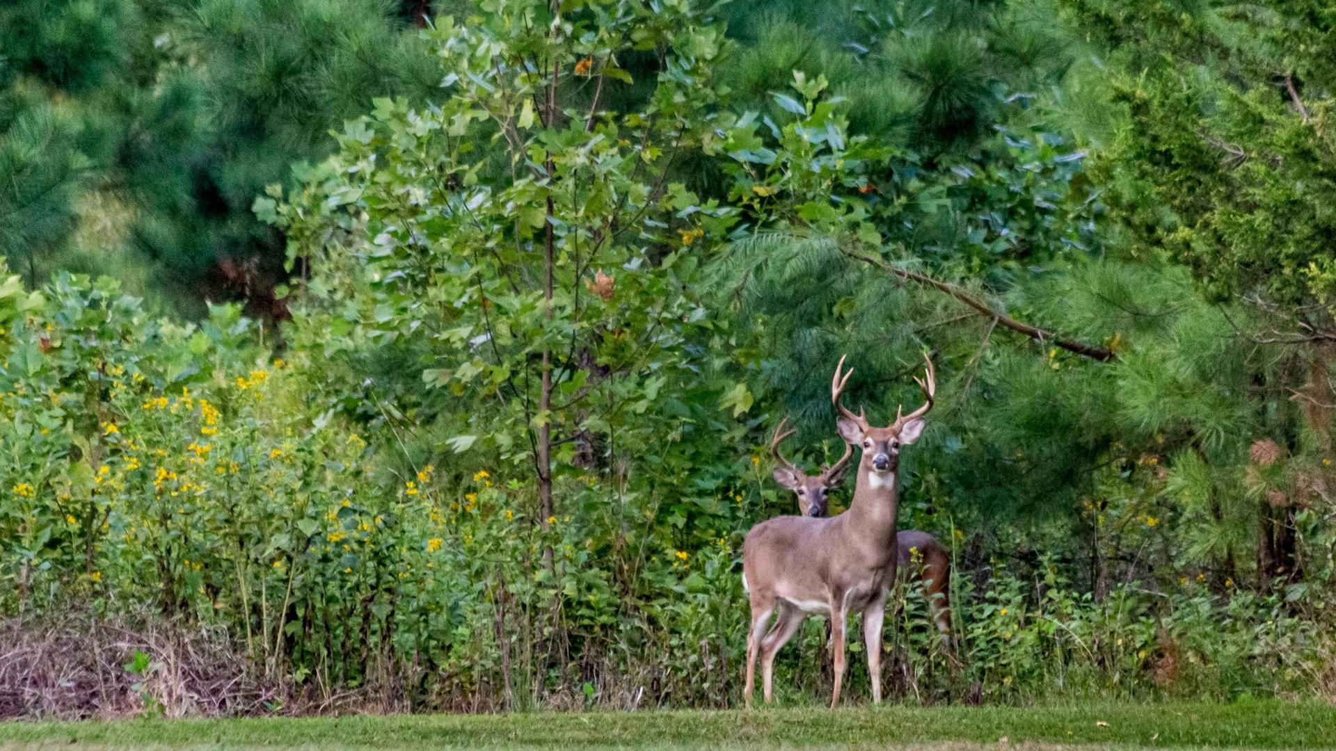 Four Open Houses On Proposed Changes To Wisconsin’s Deer Management Units